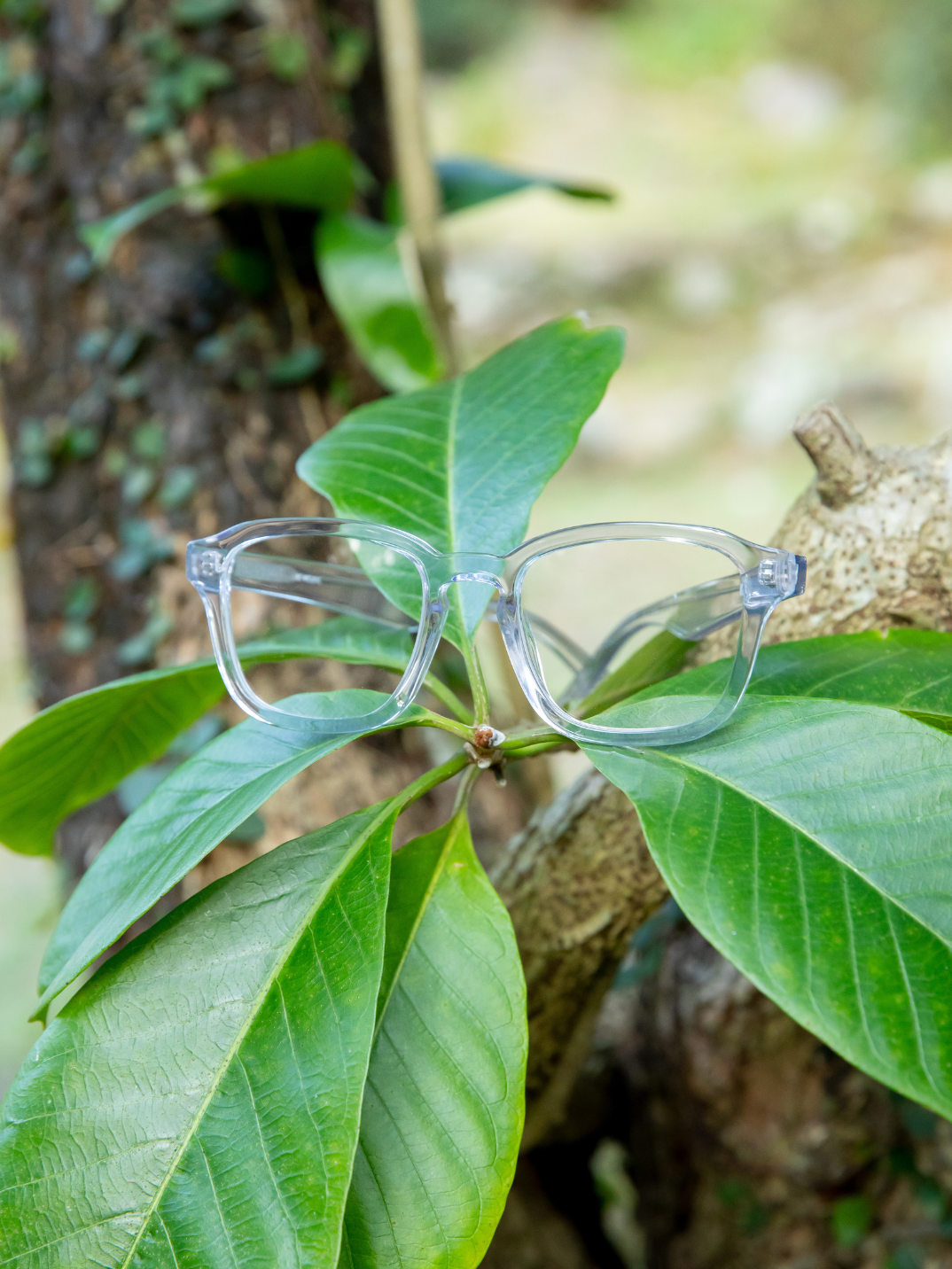 Clove Horn sunglasses biodegradable shades made from eco-friendly materials sustainable stylish fashion clear sunglasses